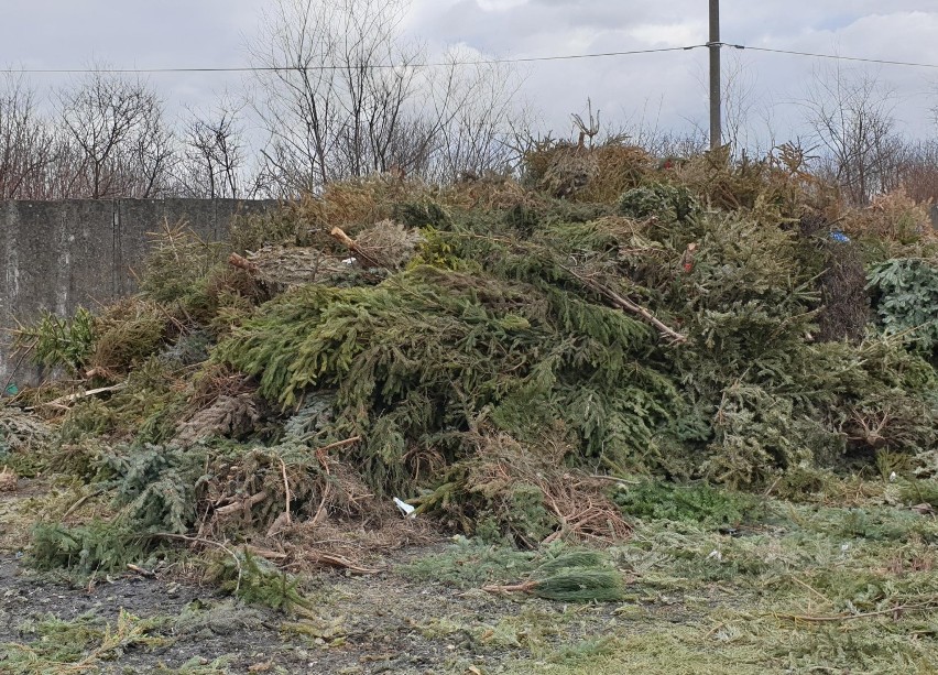 Koniec akcji "Zielona energia z choinek". Ostrowianie oddali niemal 1 000 świątecznych drzewek