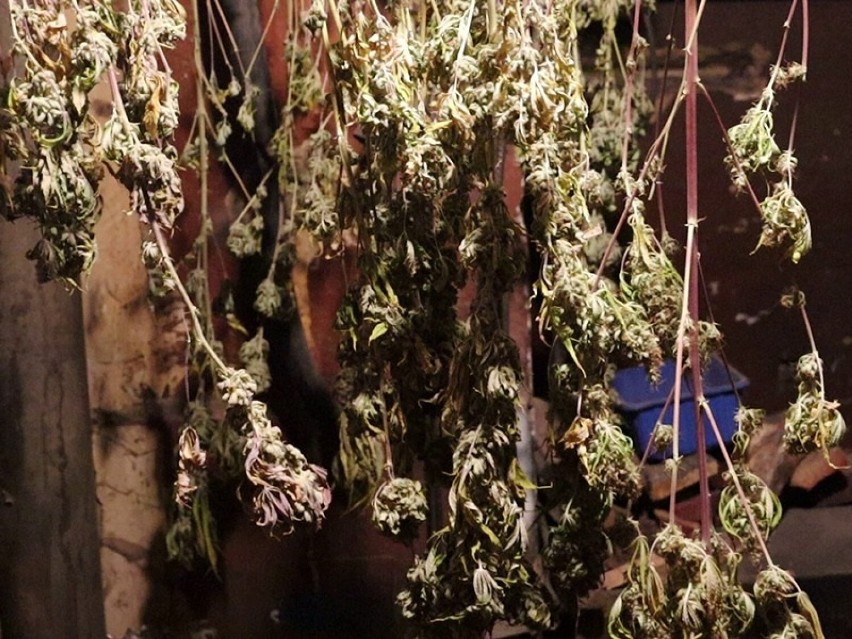 Dzielnicowi z Bytowa wywęszyli – dosłownie – plantację marihuany w centrum Bytowa | ZDJĘCIA+WIDEO