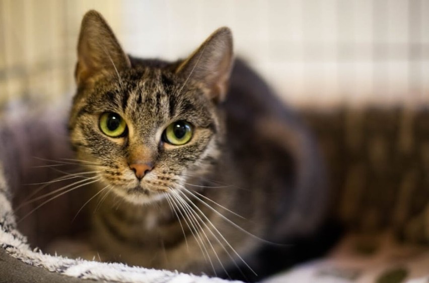 Kocięta i koty z wałbrzyskiego schroniska chcą spędzić jesień w nowym domu! Zobacz zdjęcia mruczków do adopcji!