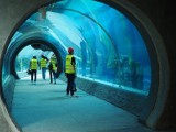 Tysiące złotych za ślub w tunelu oceanarium w orientarium