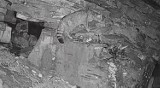 W Babiogórskim Parku Narodowym udało się nagrać żbika. To pierwsze takie nagranie tego dzikiego kota 