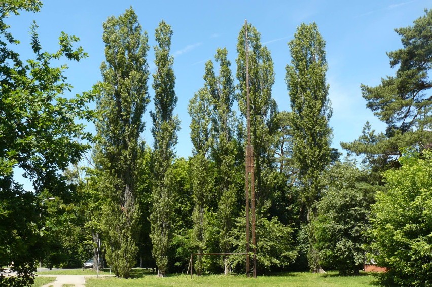 Park Leśny Bemowo jest częścią Puszczy Kampinoskiej. Dlatego...