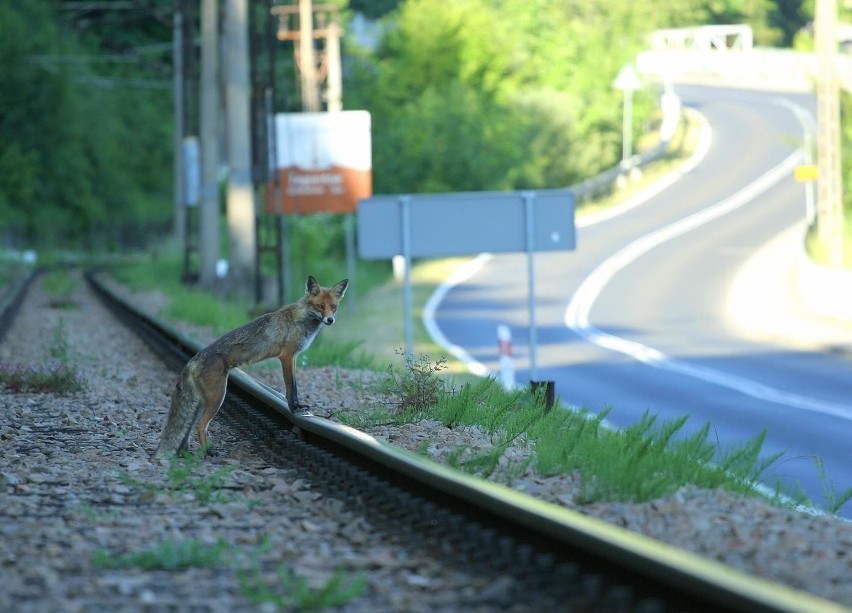 Akcja szczepienia lisów na Sądecczyźnie. Kapsułek nie wolno dotykać