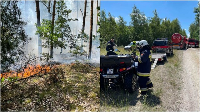 Akcja gaszenia pożaru lasu w Delastowicach 22 czerwca 2022