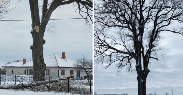 Właściciele działki, na której rośnie pomnik przyrody wycięli kilka gałęzi.