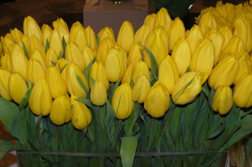 Wystawa tulipanów w Wilanowie