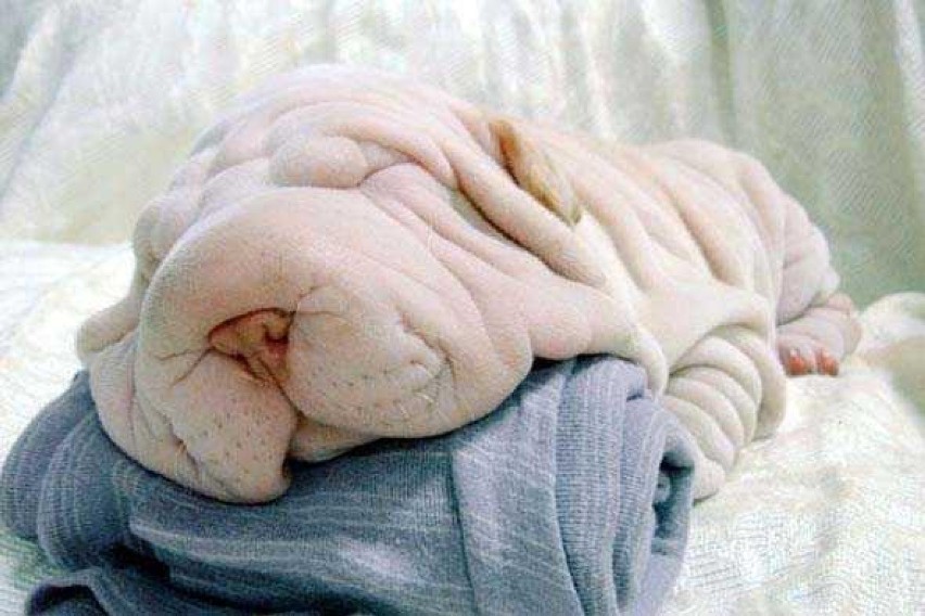 Shar pei – jedna z ras psów, należąca do grupy sznaucerów i...