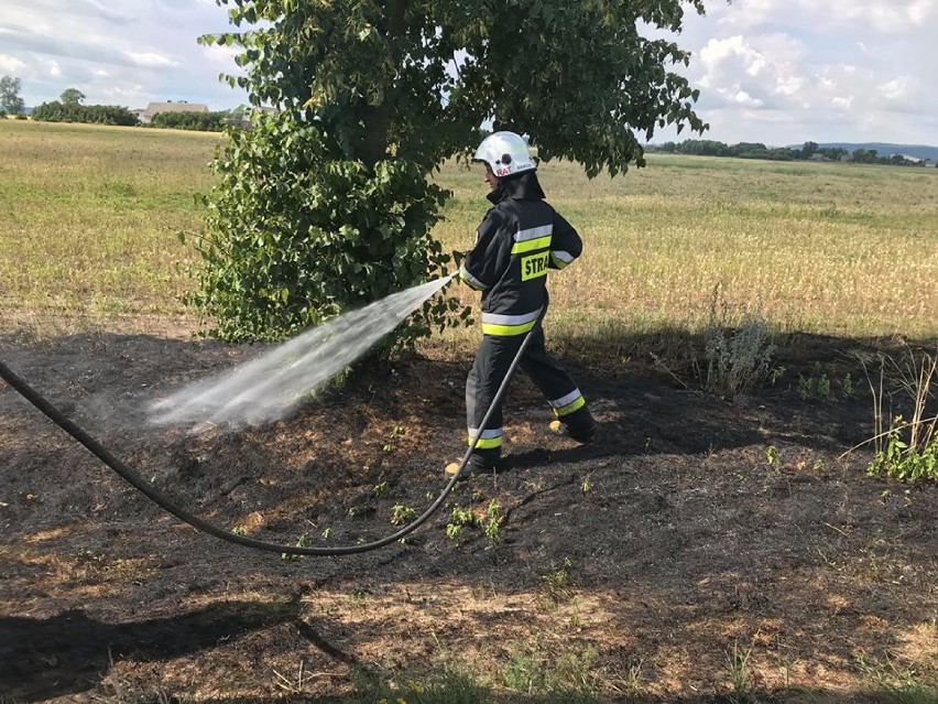 Pożar w Sokolcu. Spłonęło pół hektara zboża na pniu [FOTO]