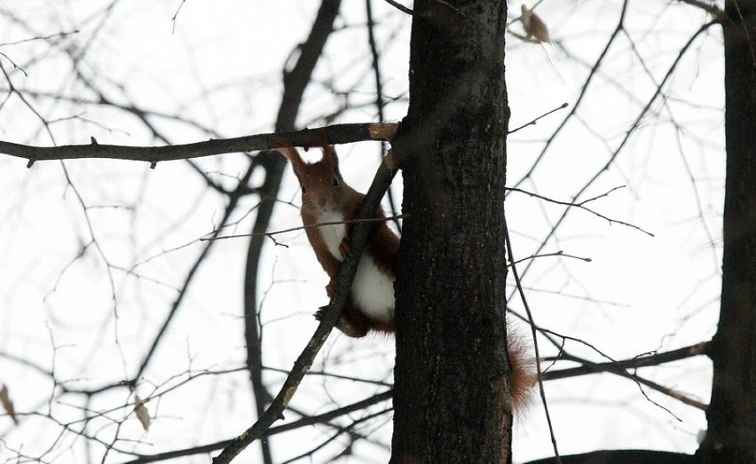 Wiewiórki w legnickim parku [ZDJĘCIA]