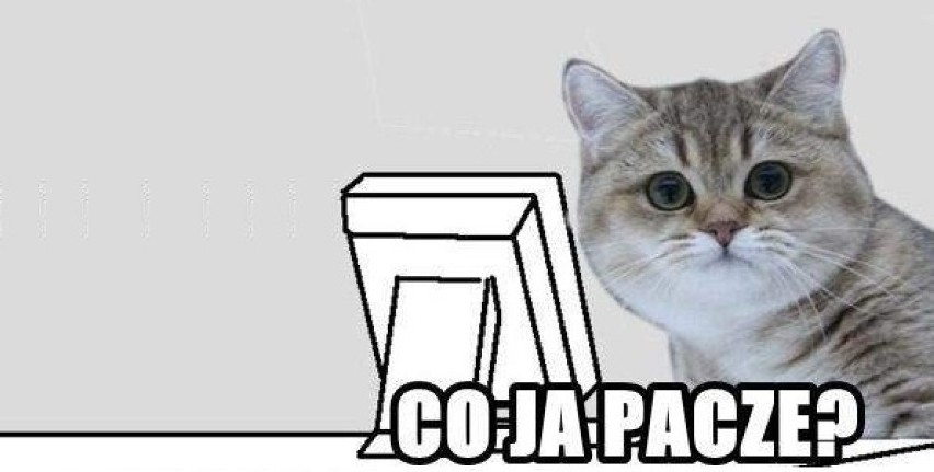 Kot Paczy! Jeden z najpopularniejszych kocich memów!