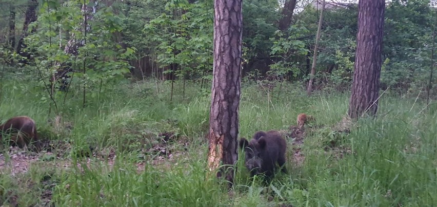 Dziki w Helu, spotkanie w środę 27.05.2020