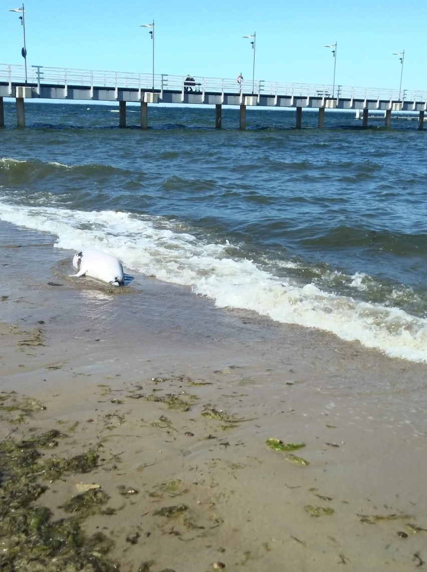 Martwa foka w Mechelinkach. Zatoka Pucka wyrzuciła zwierzę 50 metrów od mola w gminie Kosakowo