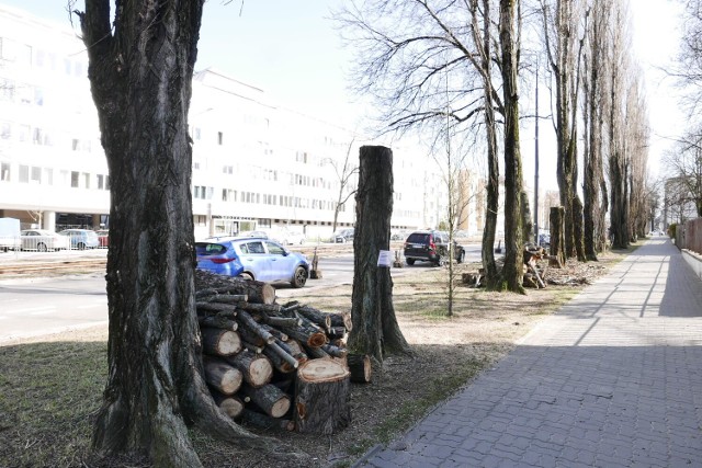 Wycinka drzew nieopodal domu Jarosława Kaczyńskiego. Mieszkańcy są wściekli