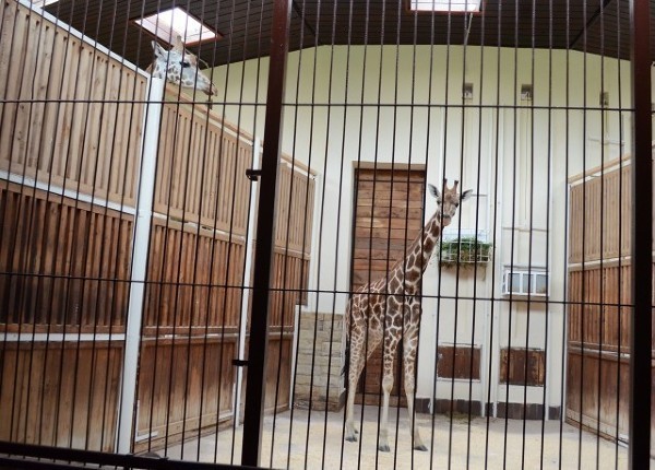 Nowa żyrafa już dotarła do zoo w Łodzi