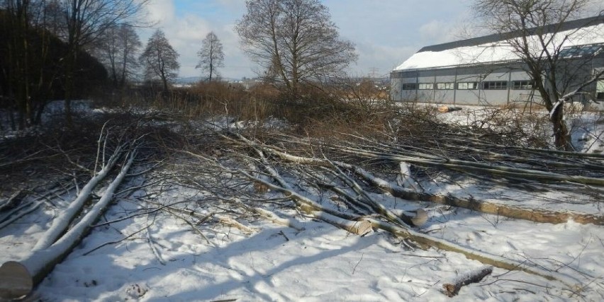 Wycinka drzew pod budowę obwodnicy Zabierzowa
