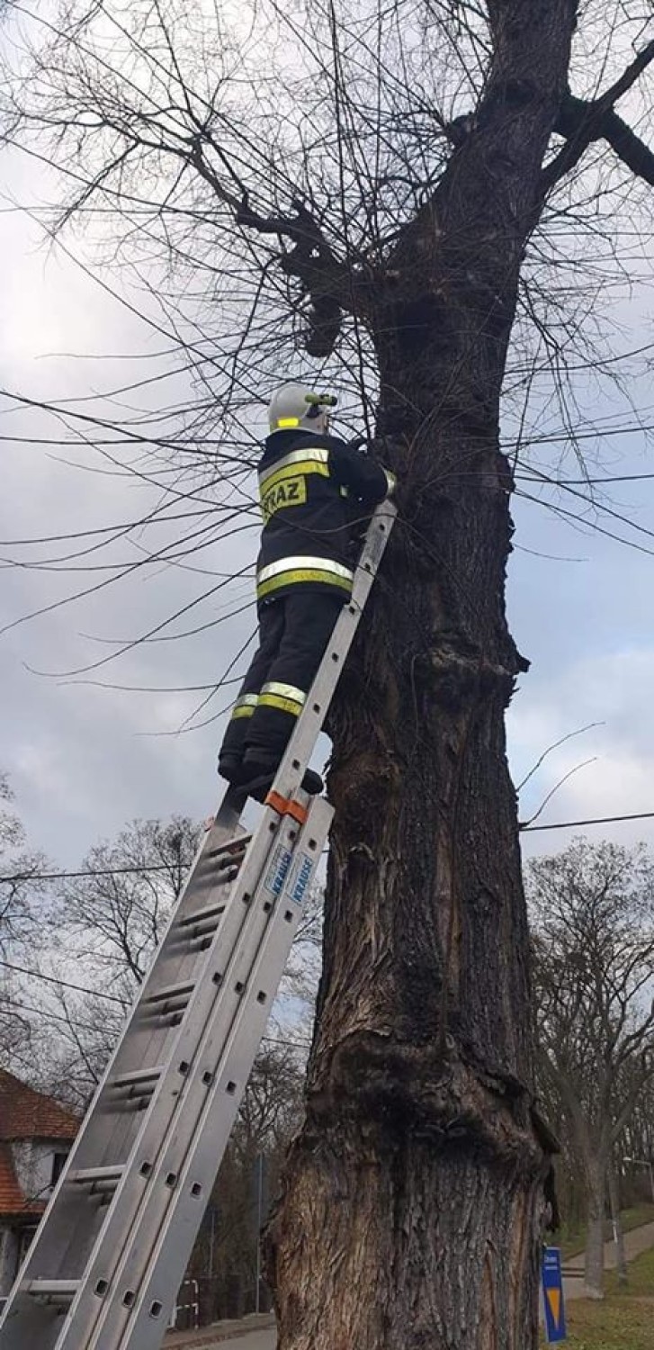 Skoki: Strażacy ratowali małego kotka, który wszedł na drzewo