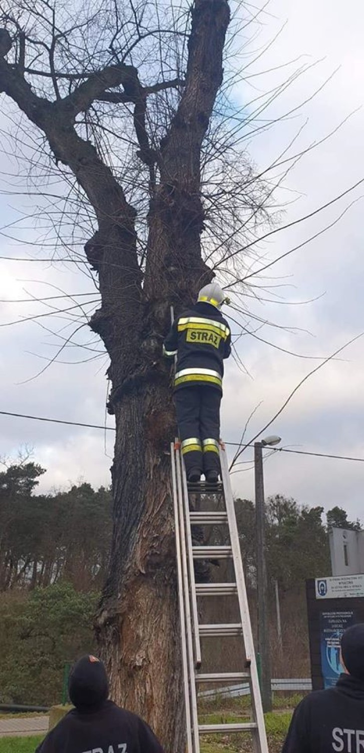 Skoki: Strażacy ratowali małego kotka, który wszedł na drzewo