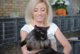 Wystawy kotów w Kościanie - międzynarodowe święto miauczących pupili