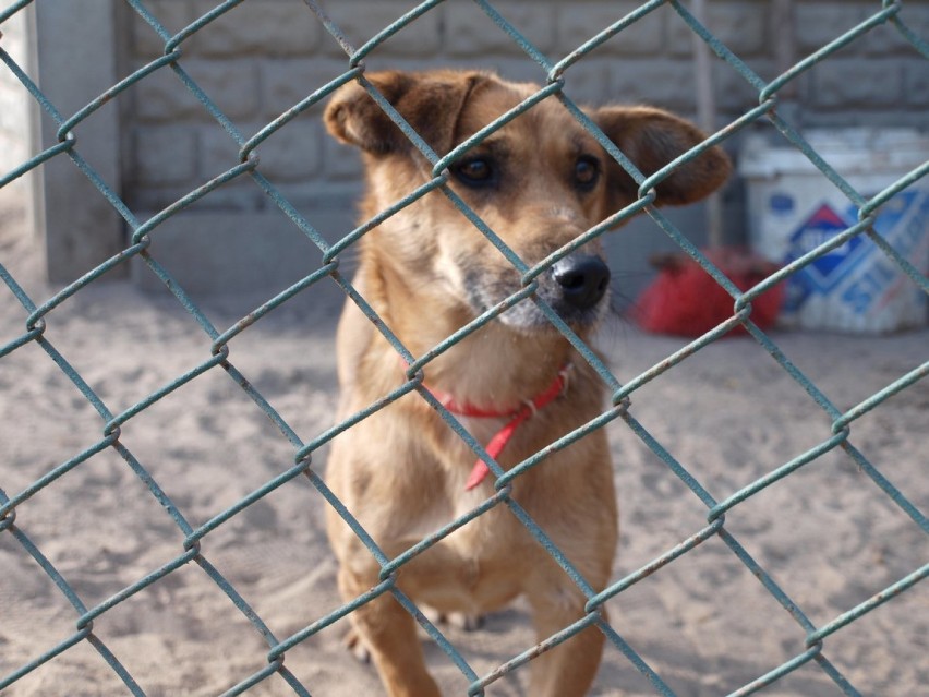 SP nr 3 w Chodzieży: Uczniowie zachęcają do adopcji psów