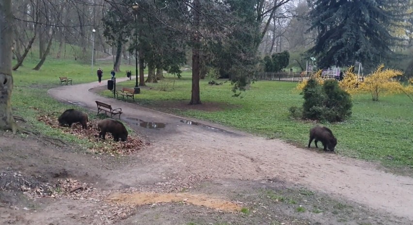 Dziki w Parku Solidarności w Tomaszowie Maz. Nie bały się ludzi, spokojnie szukając pożywienia [ZDJĘCIA]