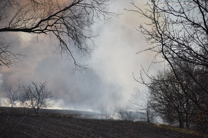 Pożar traw i nieużytków przy ulicy 70 Pułku Piechoty w Pleszewie