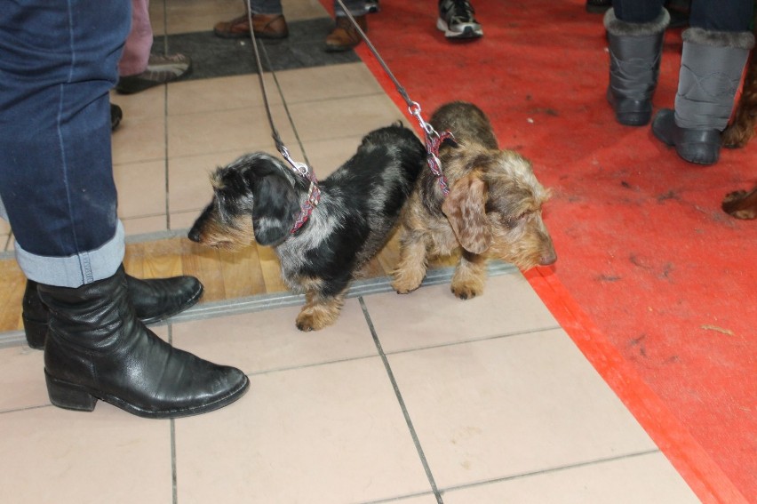 Wystawa psów w Głogowie