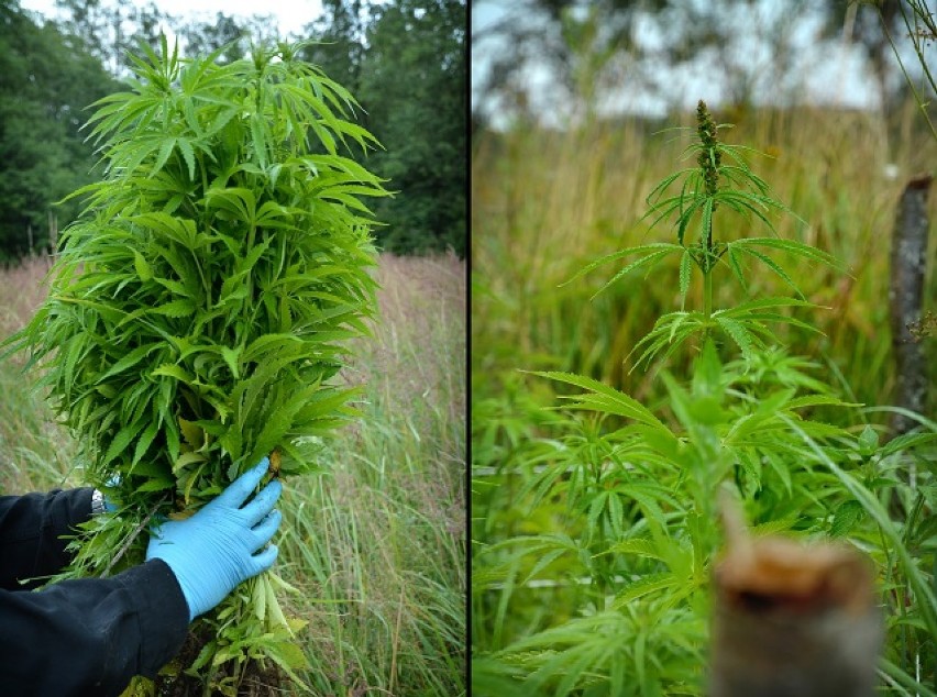 Pogranicznicy zlikwidowali plantację