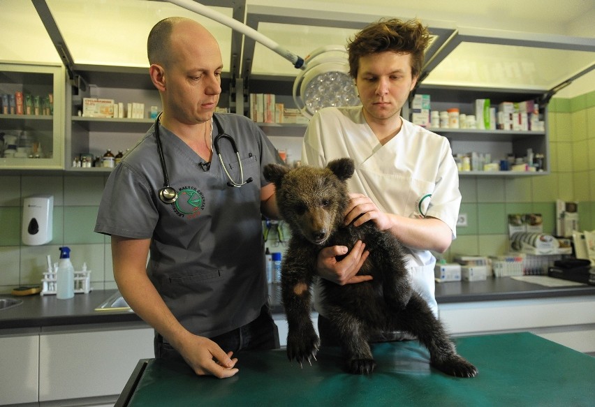 Młoda, osierocona niedźwiedzica, uratowana 1 kwietnia w...
