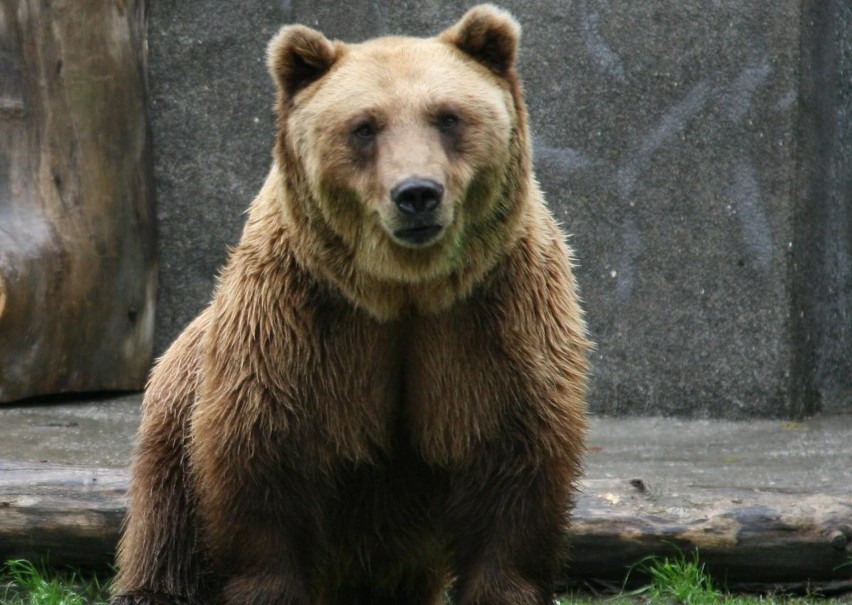 Poznań - W Nowym Zoo będzie azyl dla niedźwiedzi

W tym roku...