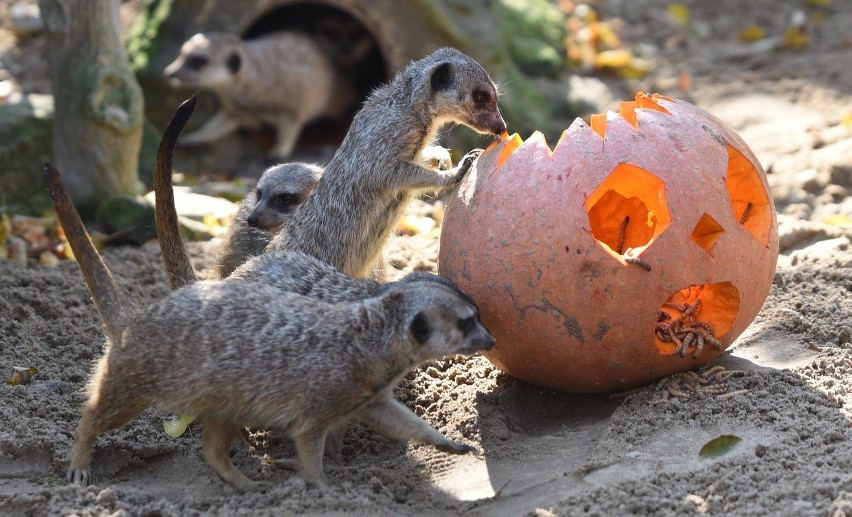 Halloween dla zwierząt z łódzkiego zoo [ZDJĘCIA]