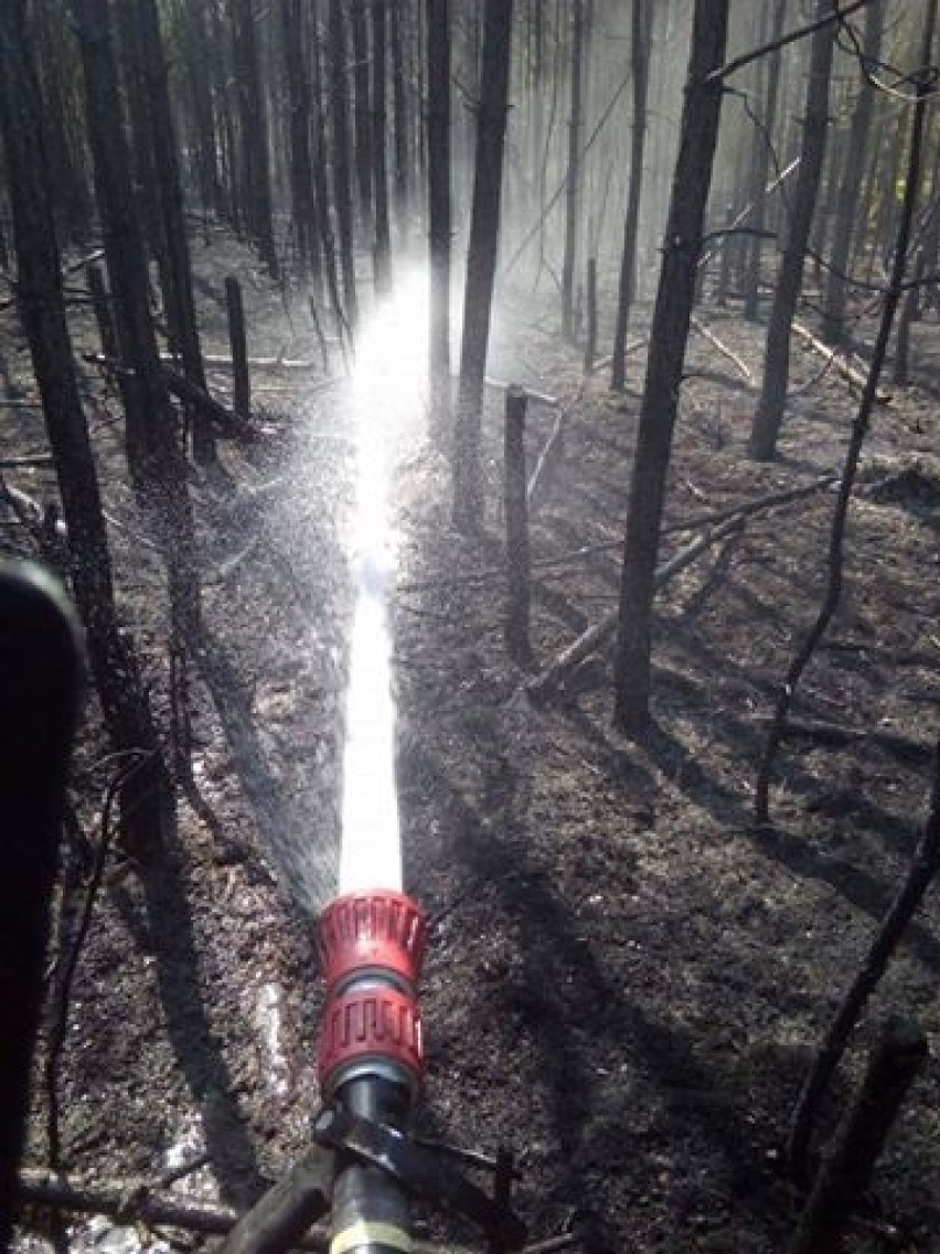 Pożar lasu w Zajączkach pod Kaliszem