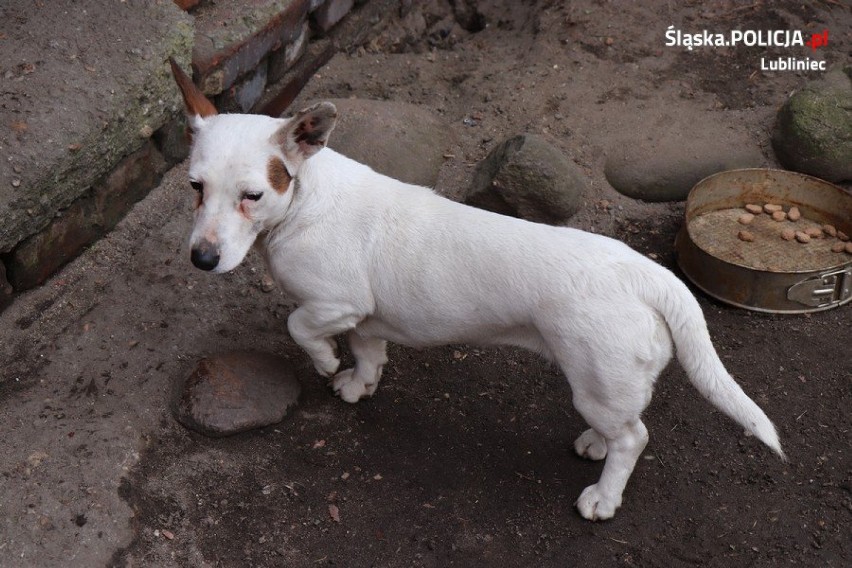 Lubliniec: Zaskakujący finał sprawy „porzuconego” psa