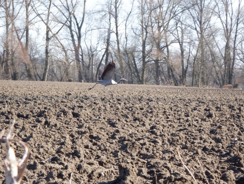 Żuraw jest płochliwy, więc zaraz poderwał się do lotu