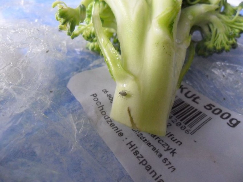 Mszyce w brokułach w supermarketu