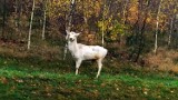 Nasz Czytelnik zobaczył w lesie białego daniela. Takiego spotkania się nie spodziewał. Zobaczcie film i zdjęcia!