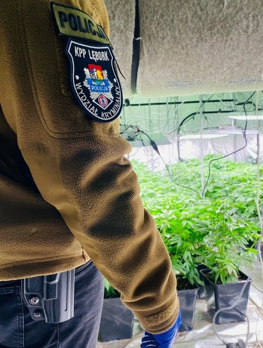 Policja z Lęborka zlikwidowała profesjonalną uprawę marihuany. Można było z niej uzyskać ok 2 kg narkotyku