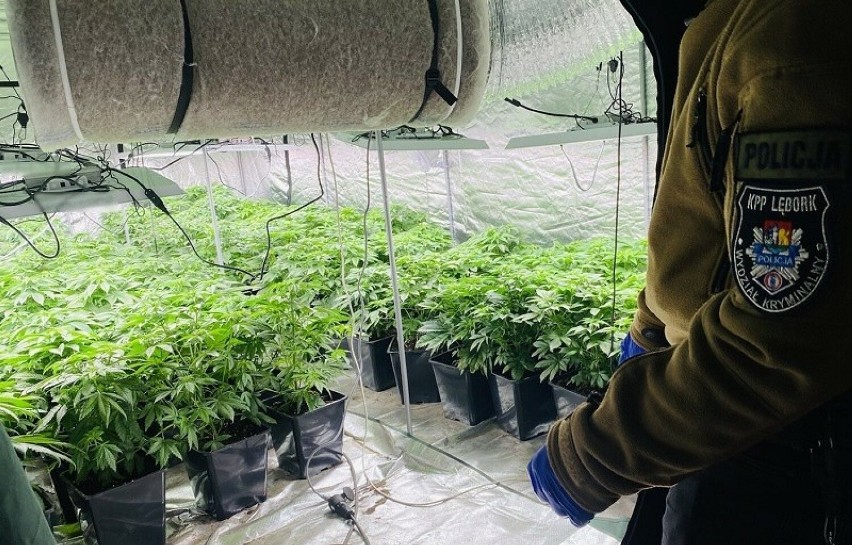 Policja z Lęborka zlikwidowała profesjonalną uprawę marihuany. Można było z niej uzyskać ok 2 kg narkotyku