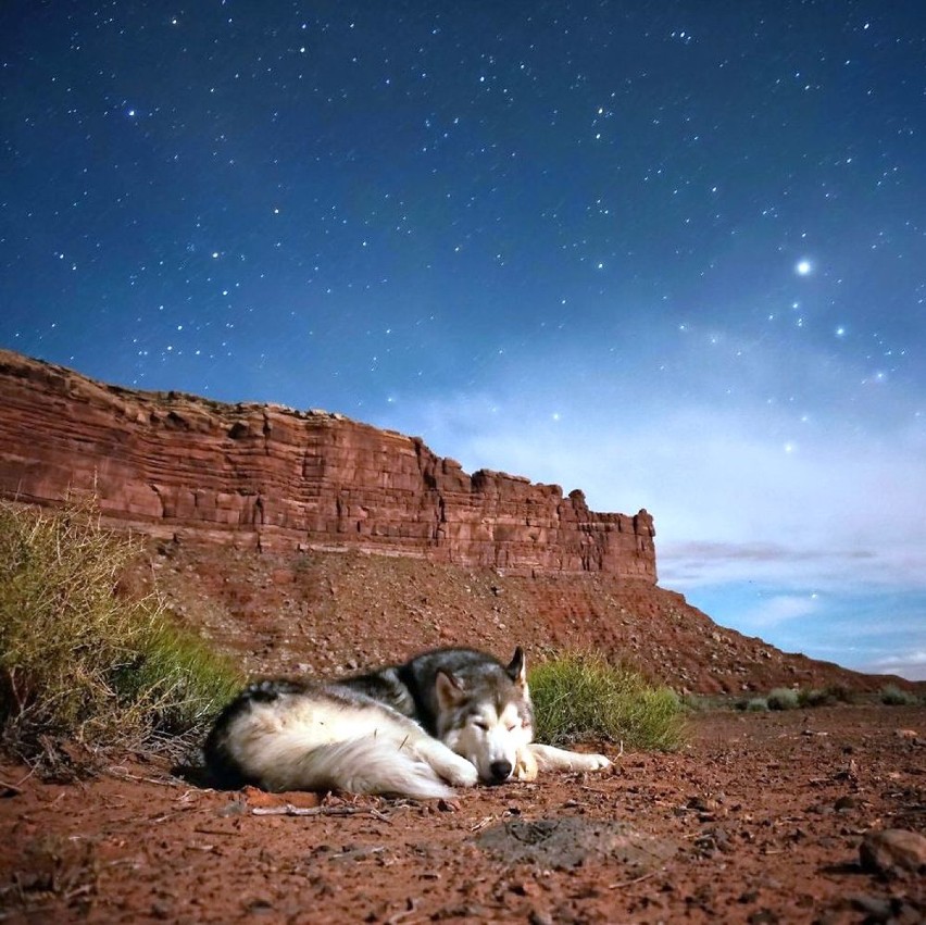 Loki wolfdog