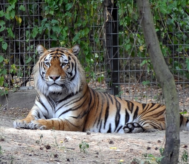 Zodiakalny Tygrys w 2015  roku będzie szczęśliwy