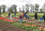 Piękne tulipany i narcyzy na Dniu Pola i Roślin Ozdobnych w Lisewie Malborskim. Pogoda nie odstraszyła miłośników kwiatów  
