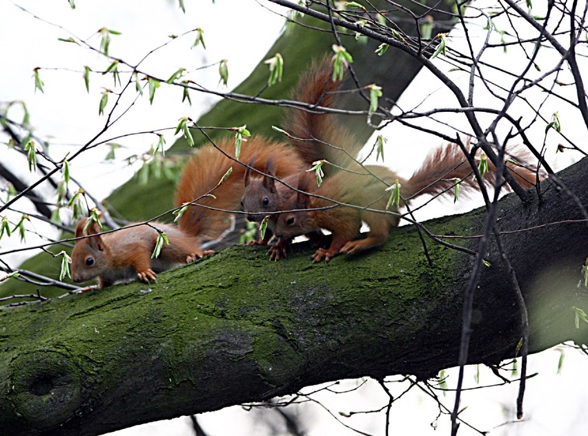 Młode wiewiórki w parku Klepacza w Łodzi
