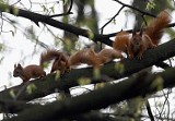 Wiewiórki w parku w Łodzi. Zabawa młodych wiewiórek w parku Klepacza [ZDJĘCIA]