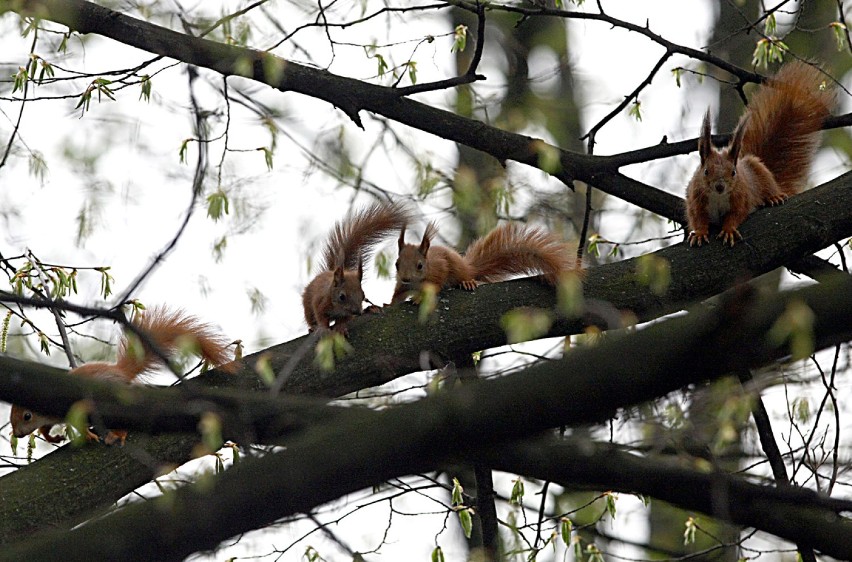 Młode wiewiórki w parku Klepacza w Łodzi