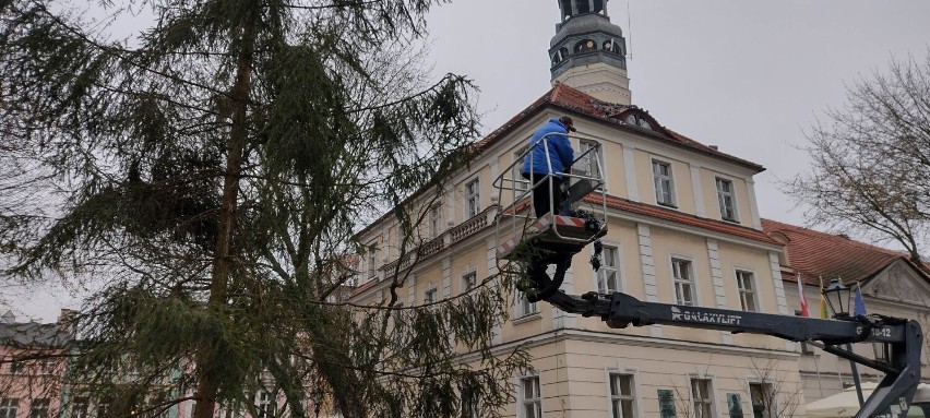 Na deptaku w Zielonej Górze stanął 25 - letni świerk....