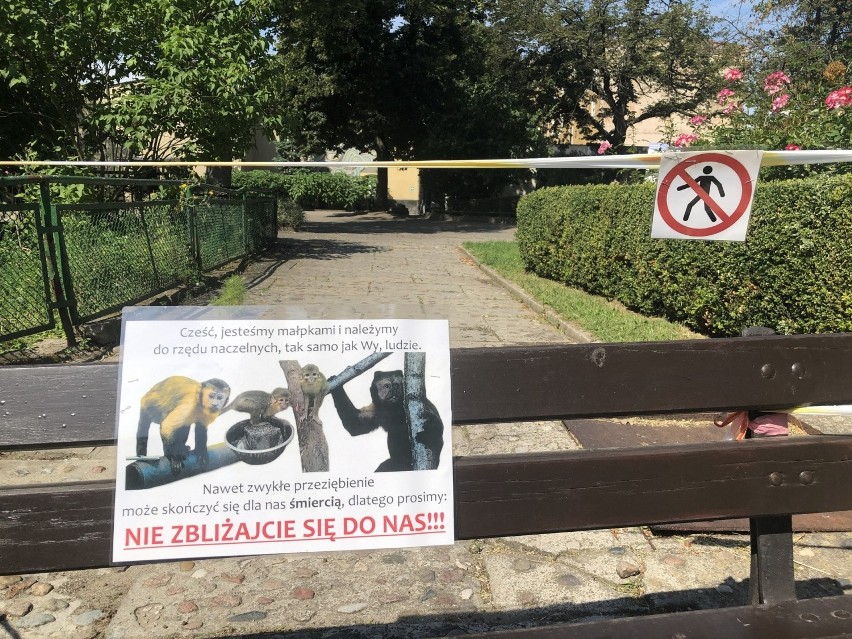 Z powodu pandemii większość zwierząt w poznańskim Starym Zoo jest schowana przed zwiedzającymi. Ogród nie jest dostępny w całości