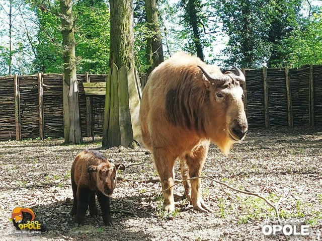 W opolskim ogrodzie zoologicznym urodził się takin złoty. To gatunek zagrożony wyginięciem.