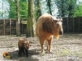 Niezwykłe narodziny w ogrodzie zoologicznym w Opolu. Na świat przyszedł takin złoty