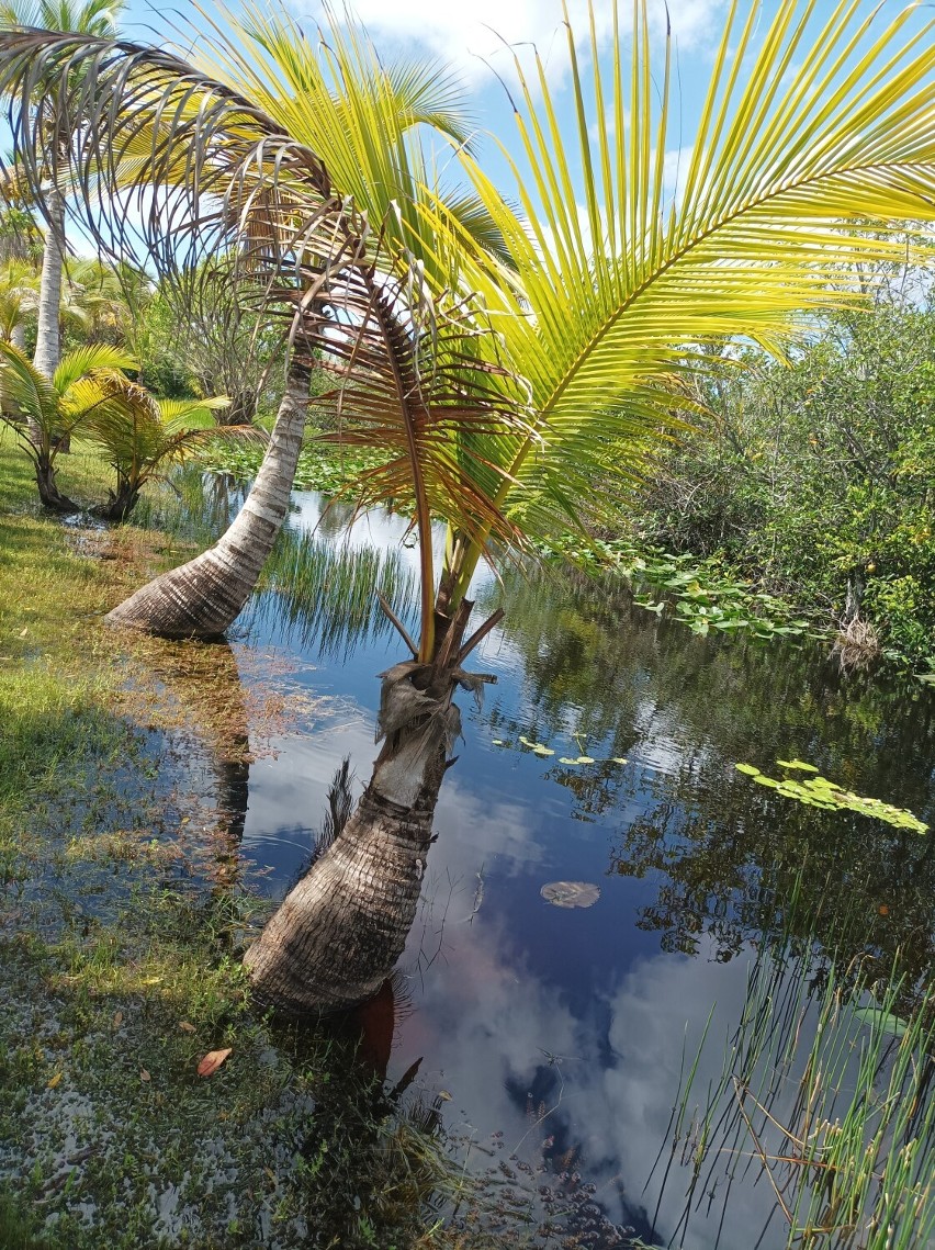 Park narodowy Everglades