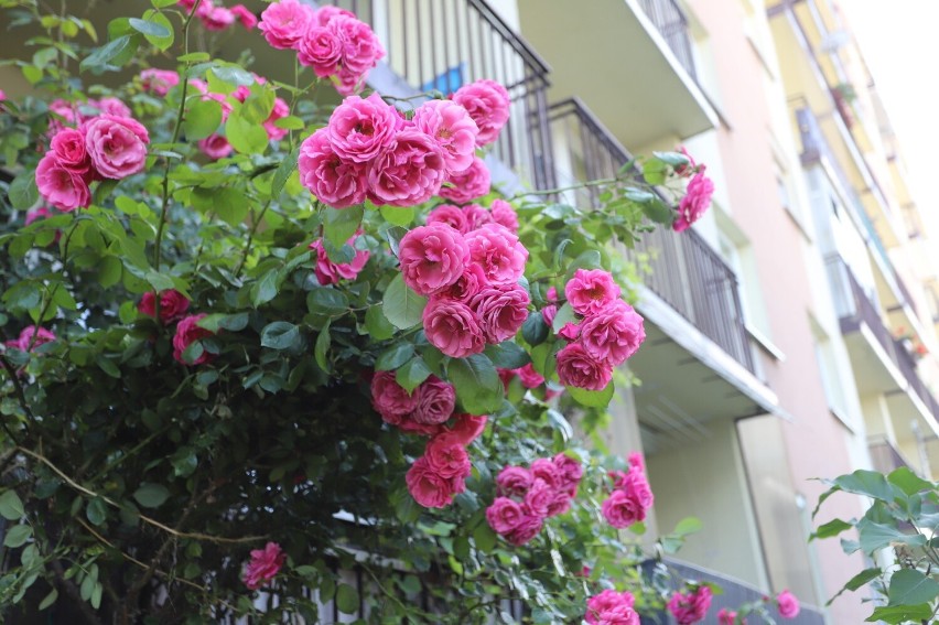 Kielczanin Henryk Maciejewski przed swoim blokiem posadził piękne róże. Chce sprawić radość sąsiadom i przechodniom. Zdjęcia i film