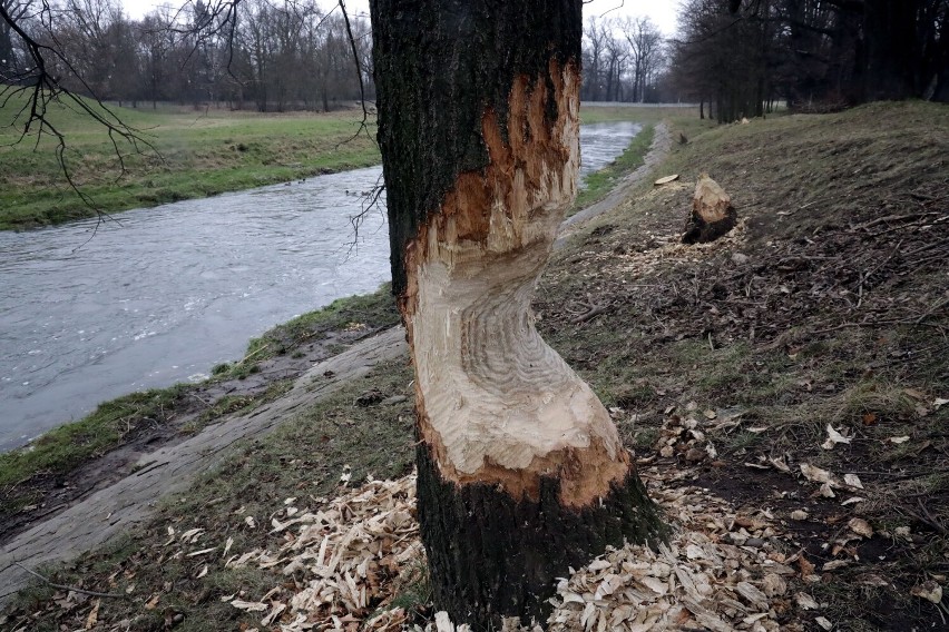 Legnickie bobry nie dają za wygraną, przegryzają kolejne drzewa, zobaczcie zdjęcia